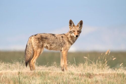 Coyotes in Oregon state are not native animals
