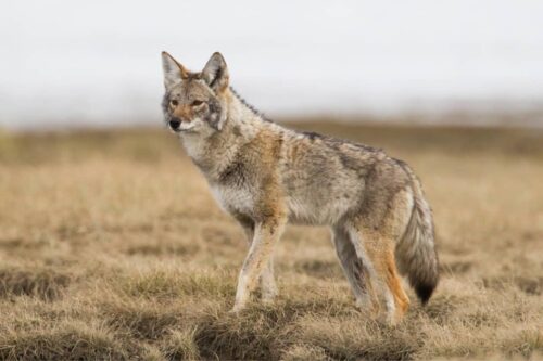 Coyotes in Pennsylvania: Exploring Wild Canines In PA State