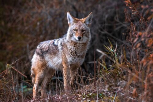 Coyotes in South Dakota population & hunting