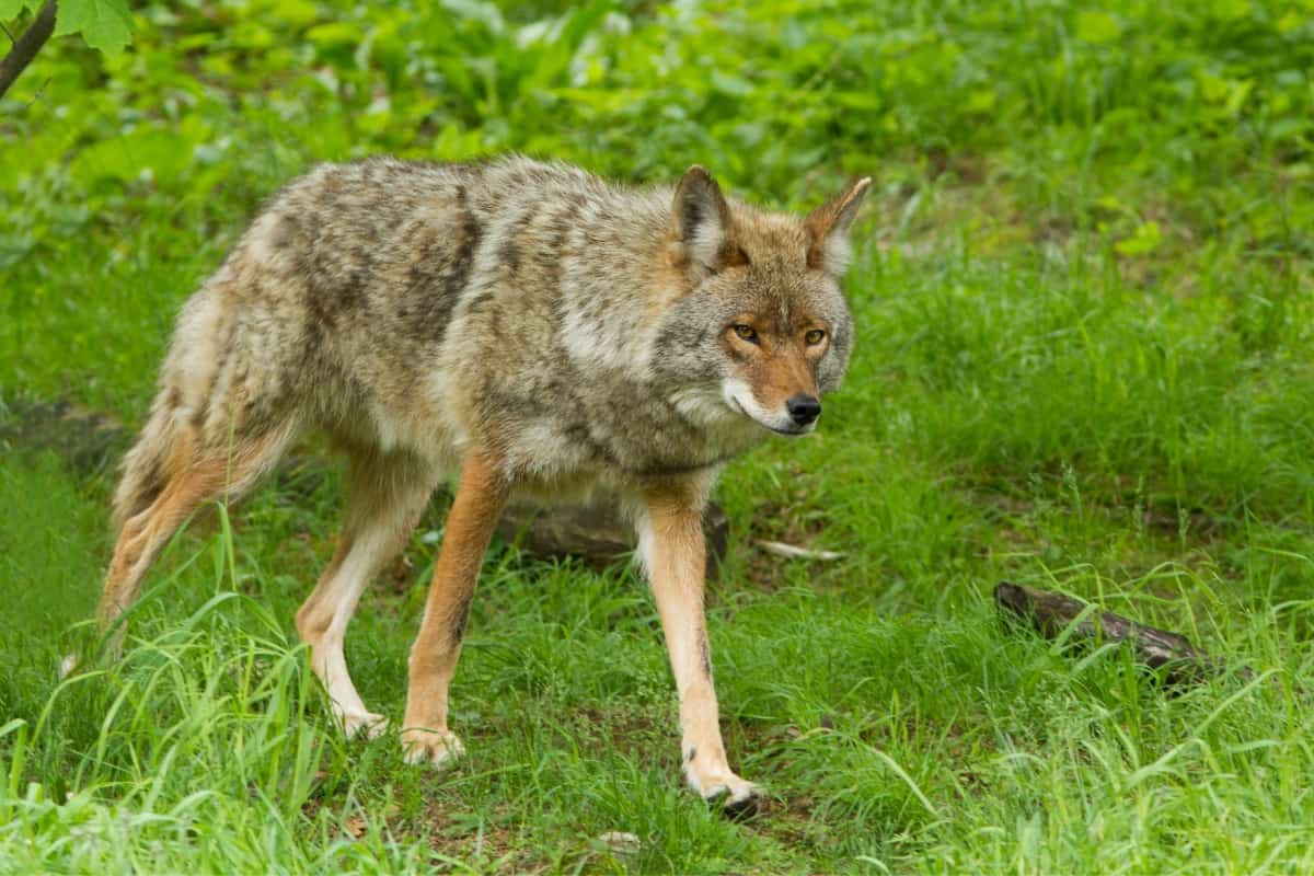 Are there Coyotes In Virginia? yes there are.