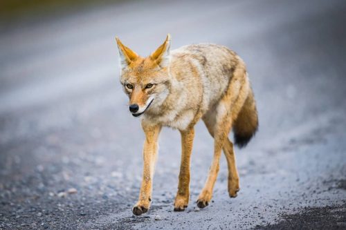 Coyotes in Wisconsin: Thriving in Diverse Landscapes