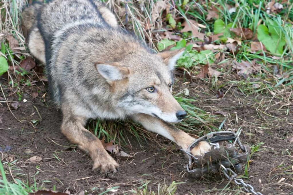 Dealing with Trapped Coyotes