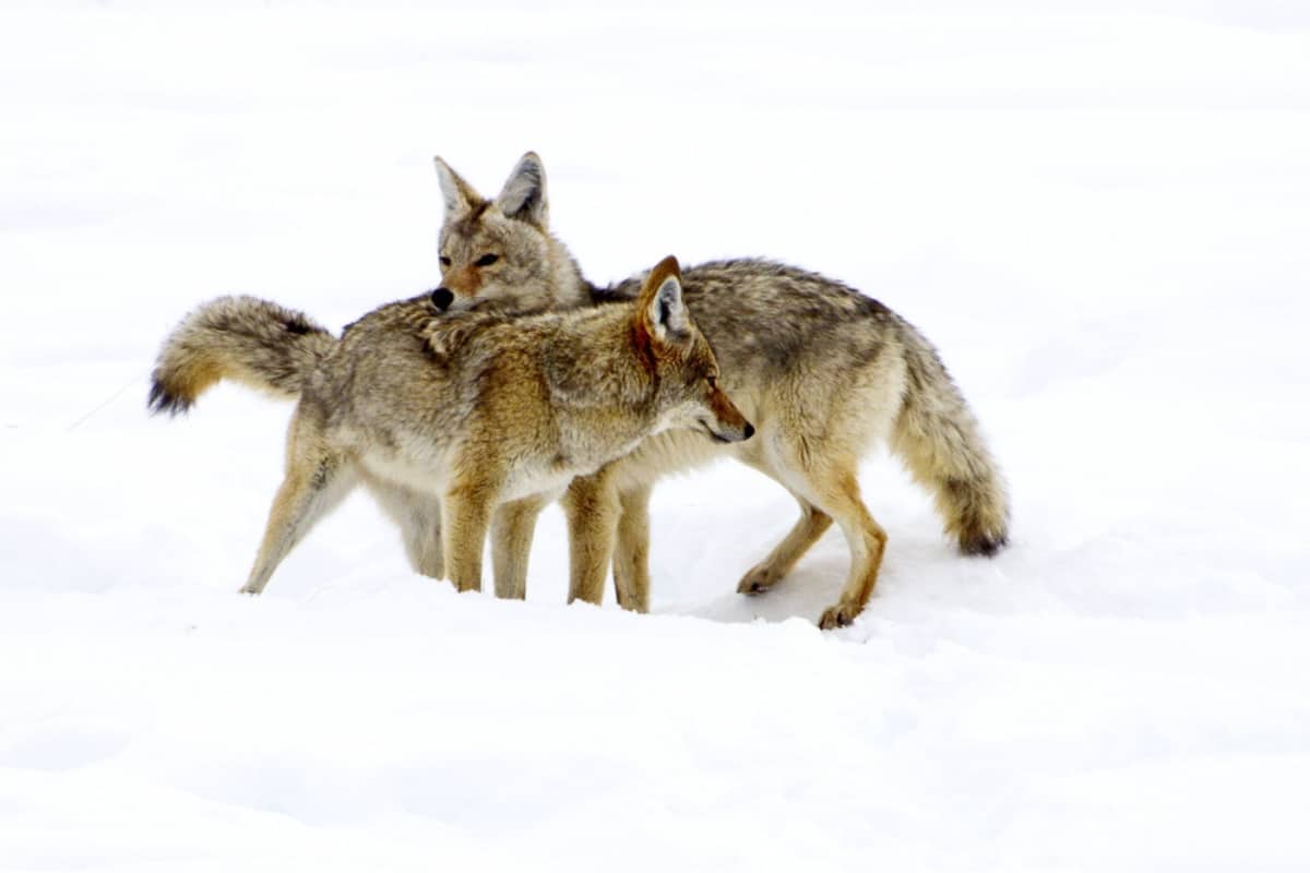 A pair of coyote courting in the mating season.