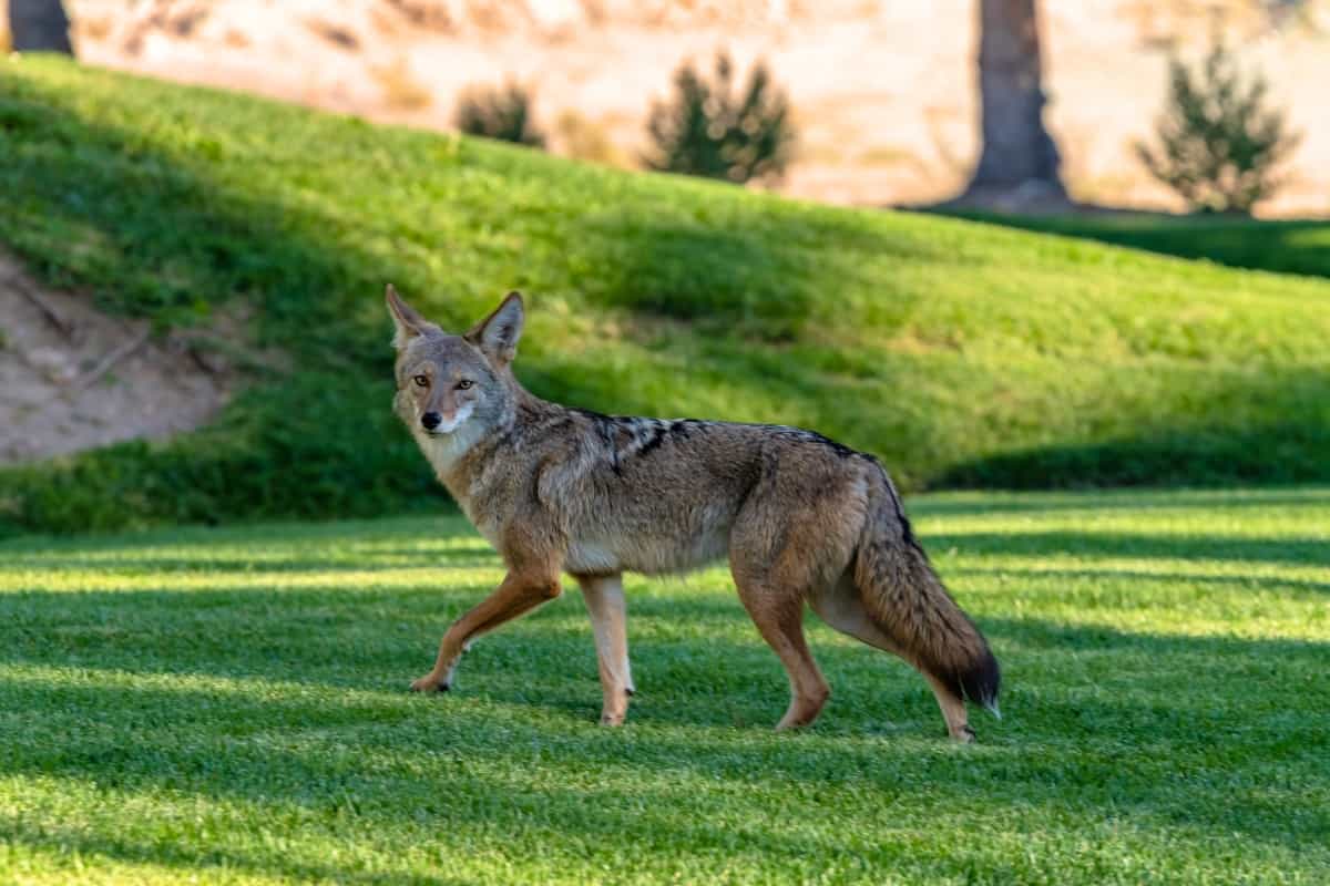 A coyote in the greenery land of DE state USA