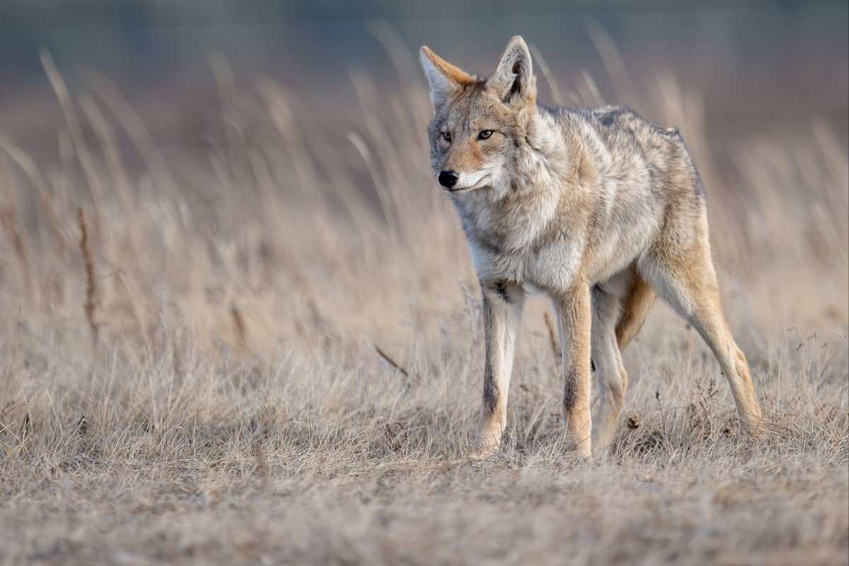Ethical and Ecological Impact of Trapping Coyotes