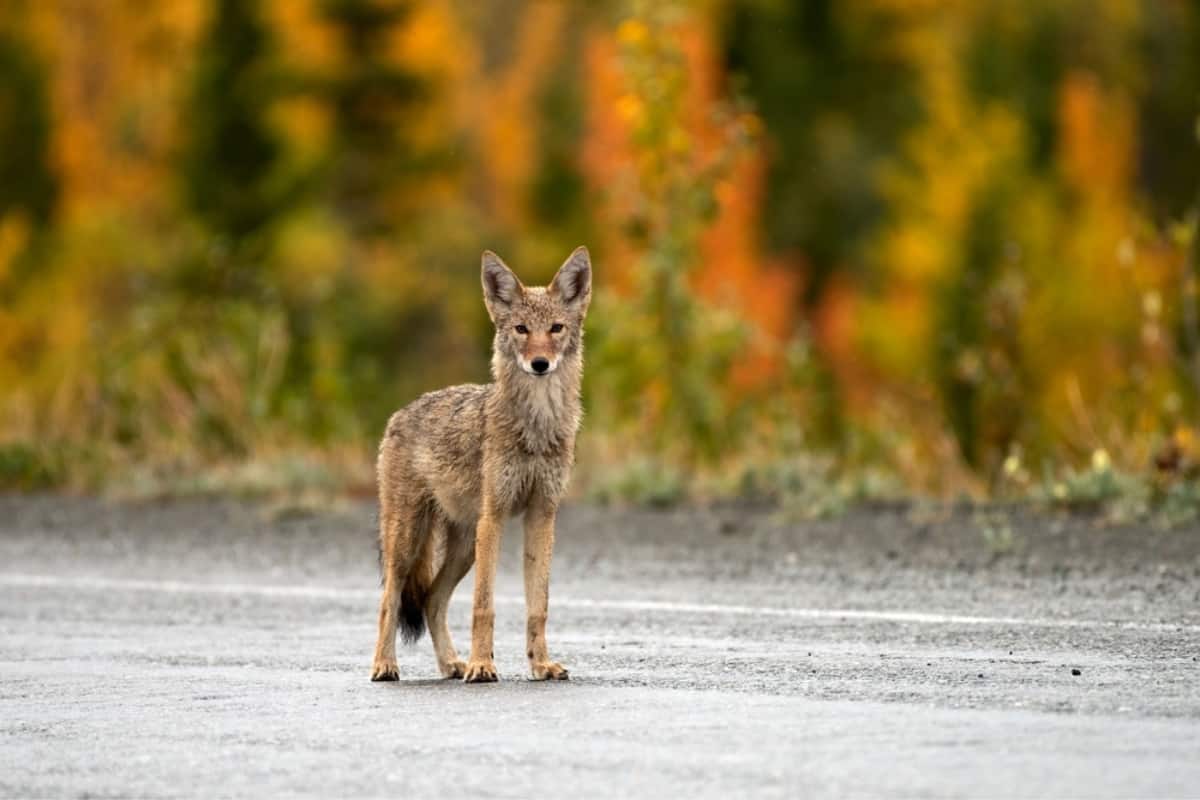 A Family Coyotes standing on a road in Oregon