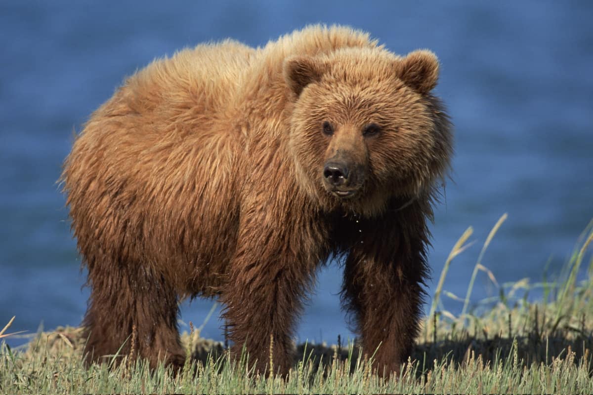 Grizzly bear as a predator of the coyotes