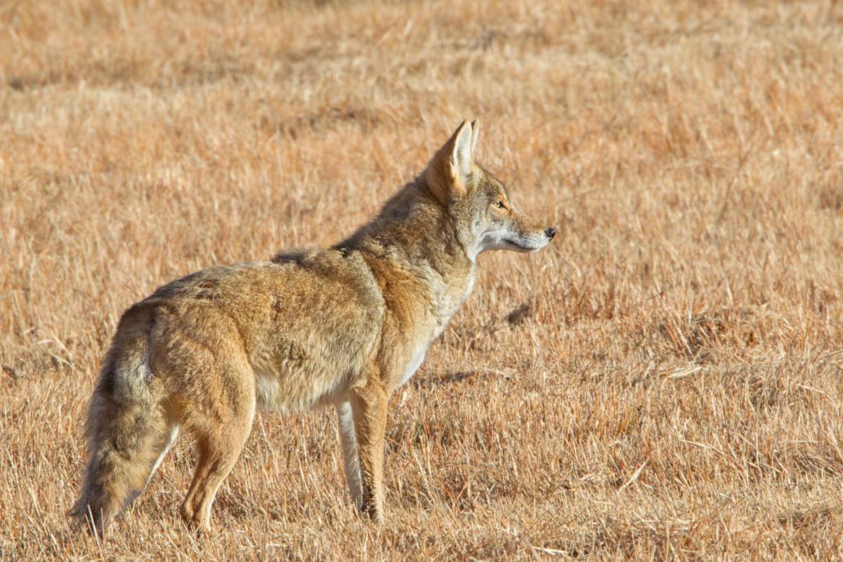 A coyote in the fields of NC state