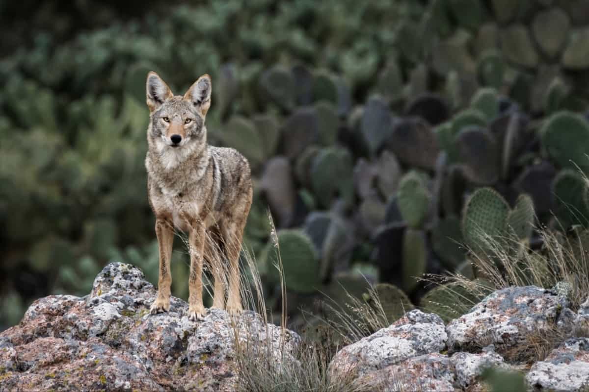 Coyotes were first reported in 1950 in the state.