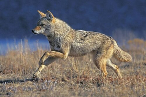 Coyote speed: How fast can a coyote run?