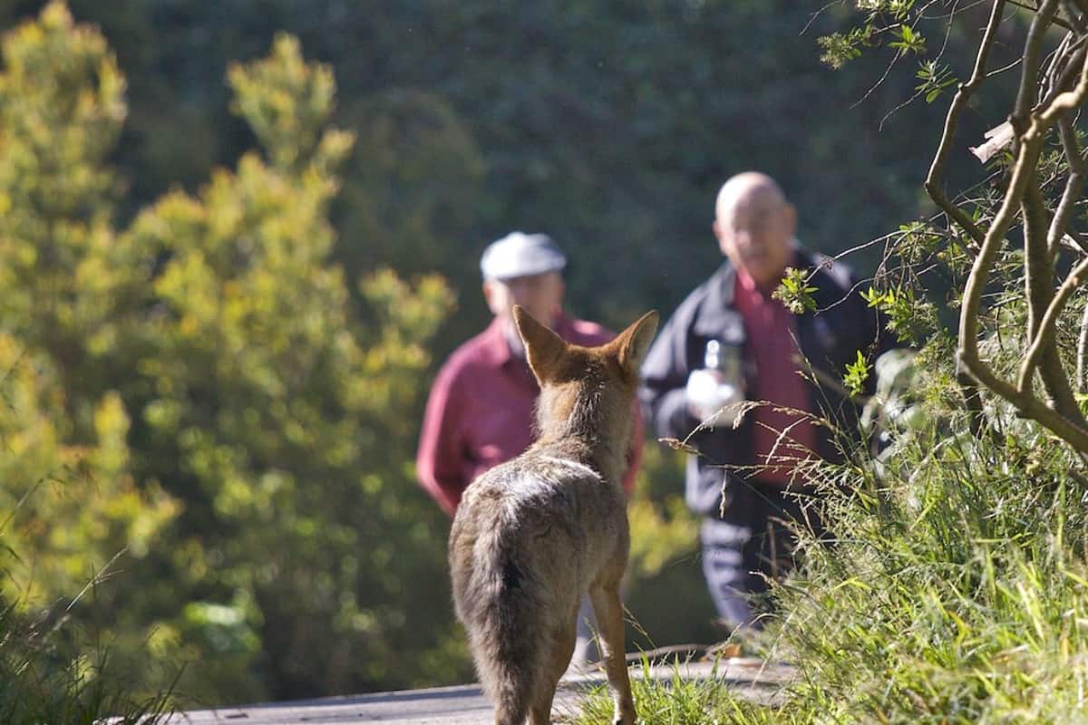 A coyote interacting with humans in urban area of the state