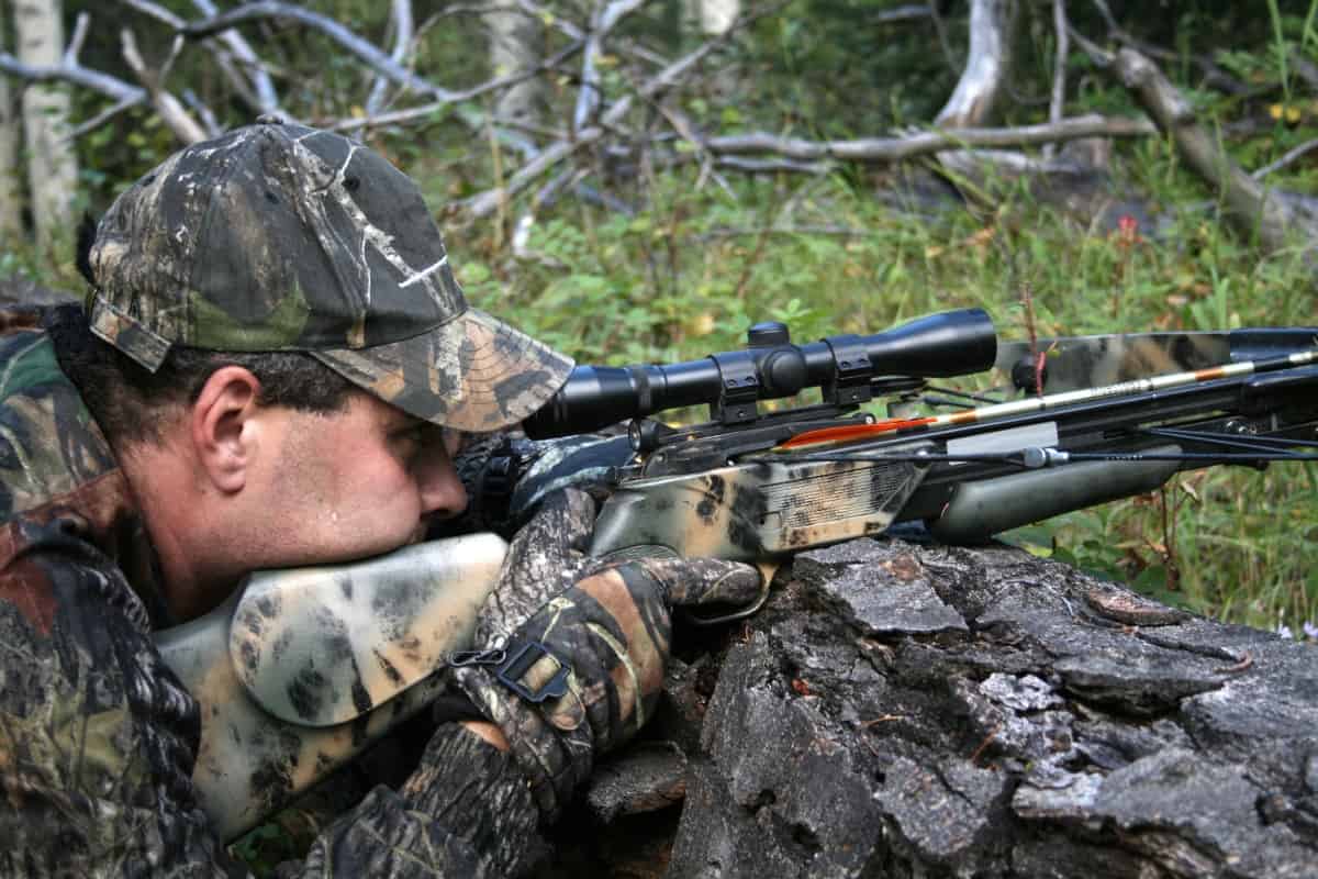 A hunter aiming gun at a coyote