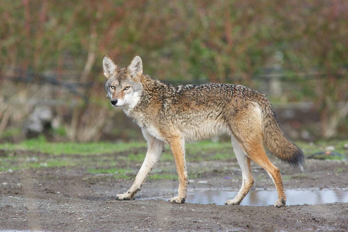Hunting rules for coyotes in Kentucky