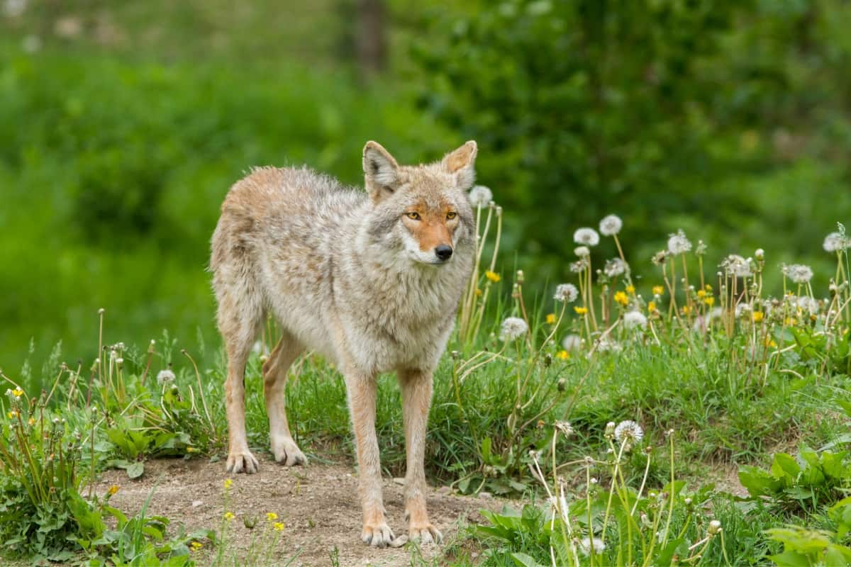 Impact of the coyote on the ecosystem of Virginia