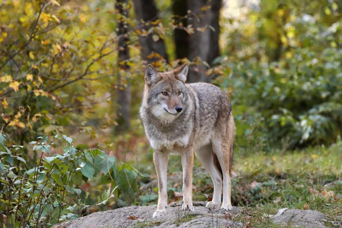 Impacts of the coyotes in the Alabama state
