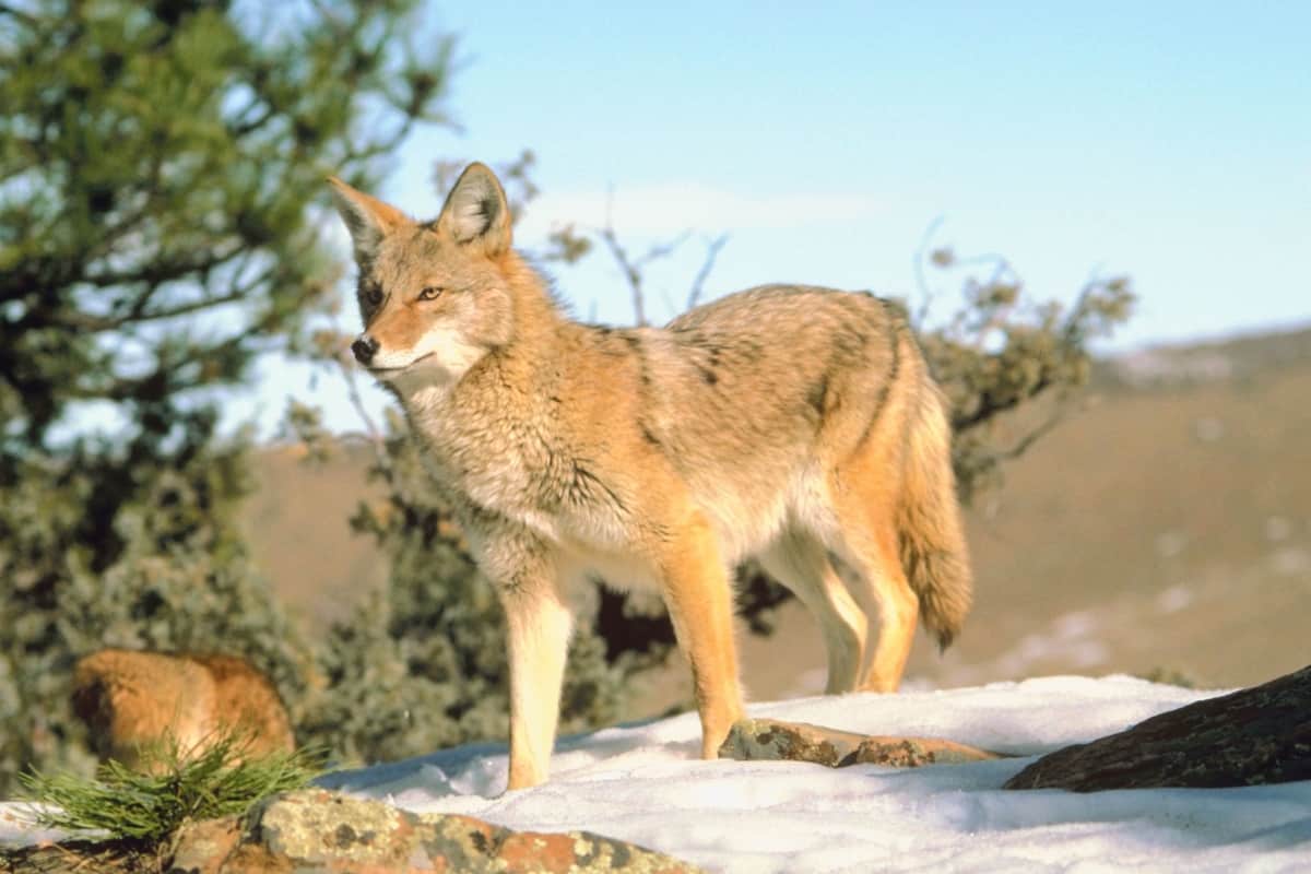 Interactions Between Coyotes and Kansas Human Population