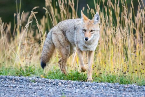 Killing coyotes makes more coyotes
