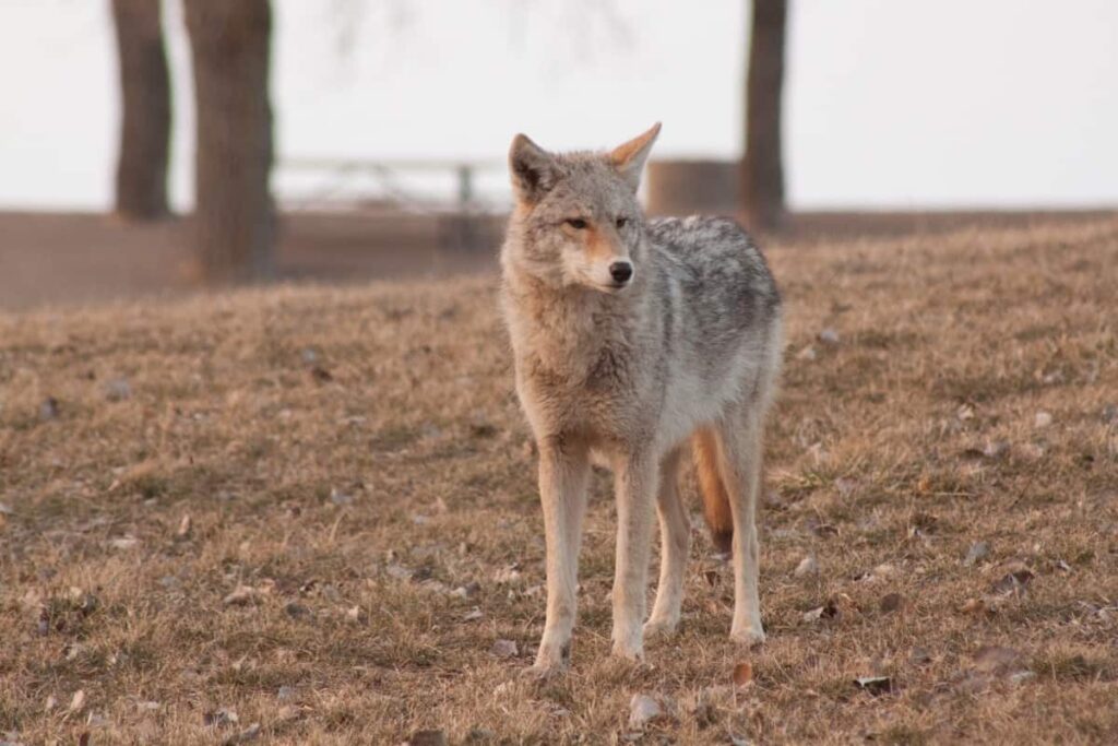 Management efforts of NC wildlife agencies to tackle coyote concerns
