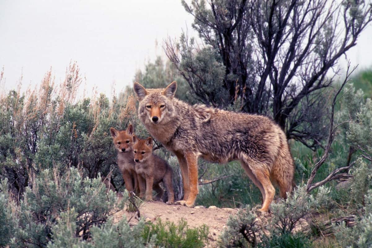Adult coyotes raising a Litters