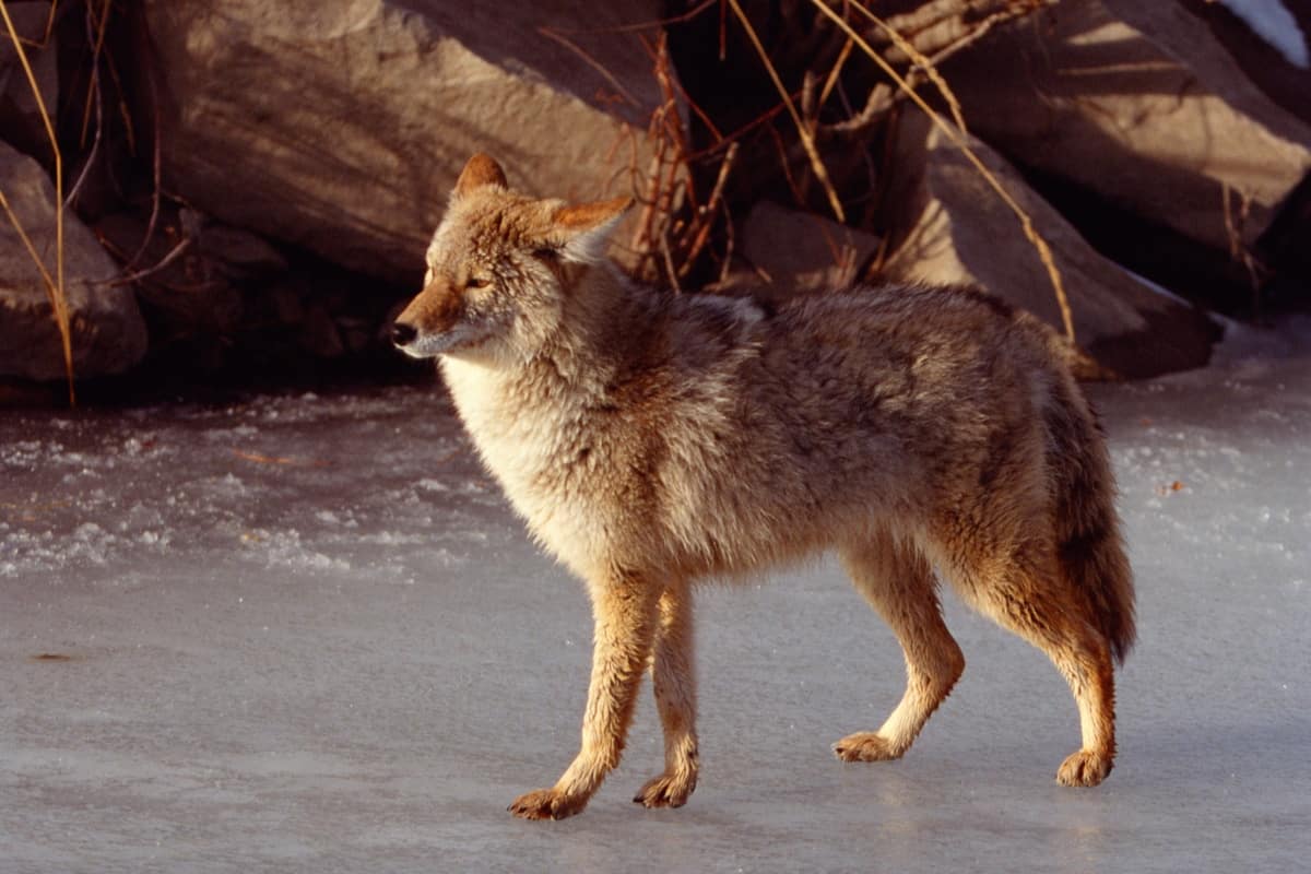Role of Coyote in the Ecosystem of the state