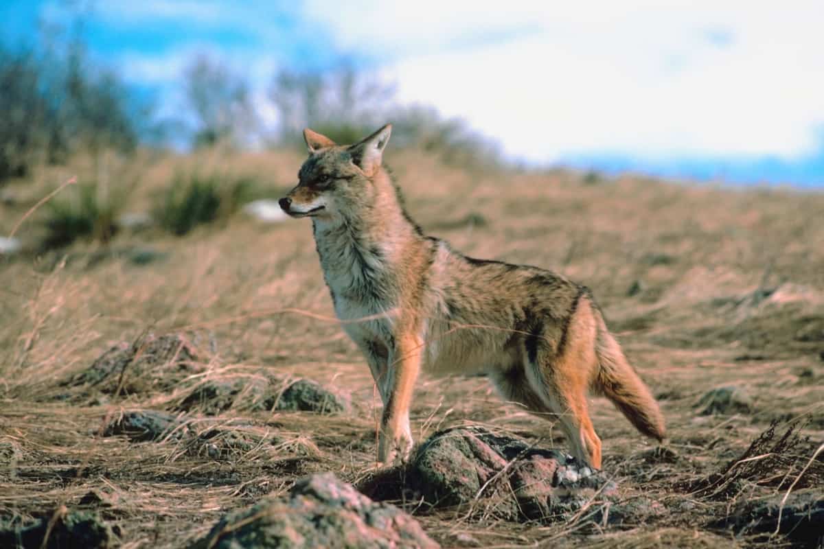 Rules and Regulations of Hunting Coyotes in Kansas