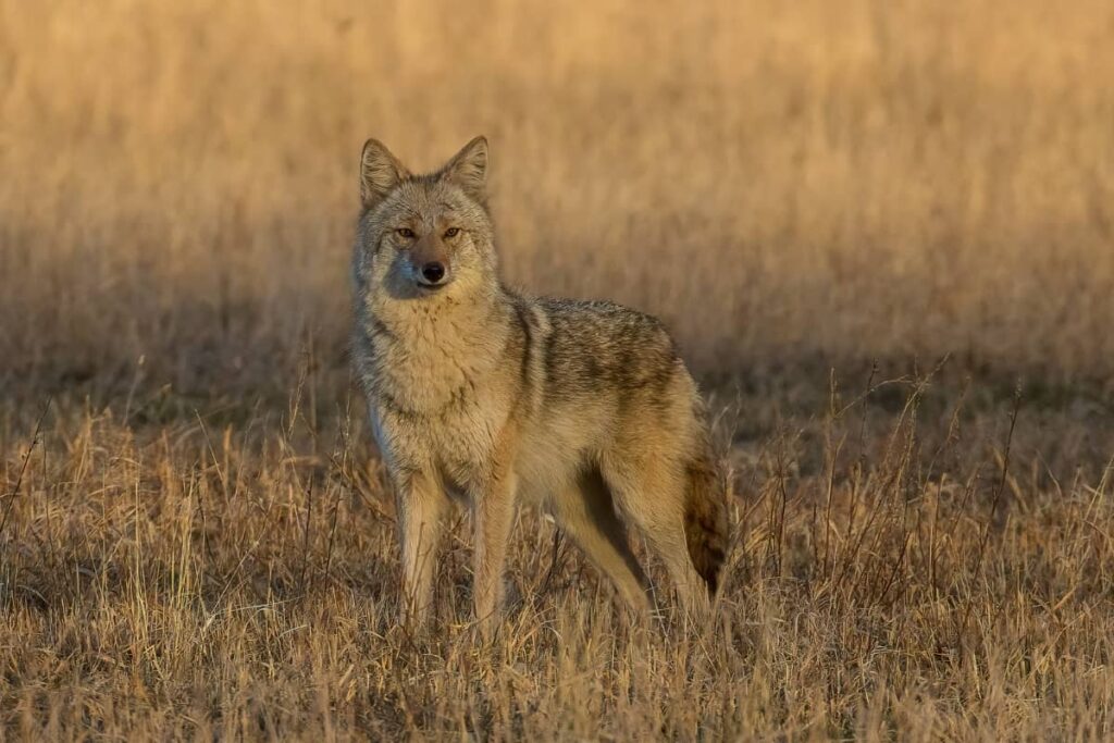 Rules for Hunting Coyotes in Delaware