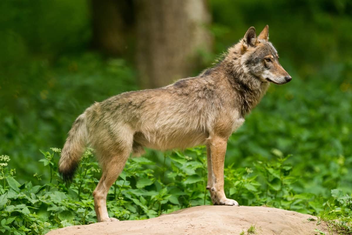 Territorial and sheltering behaviour of the coyote