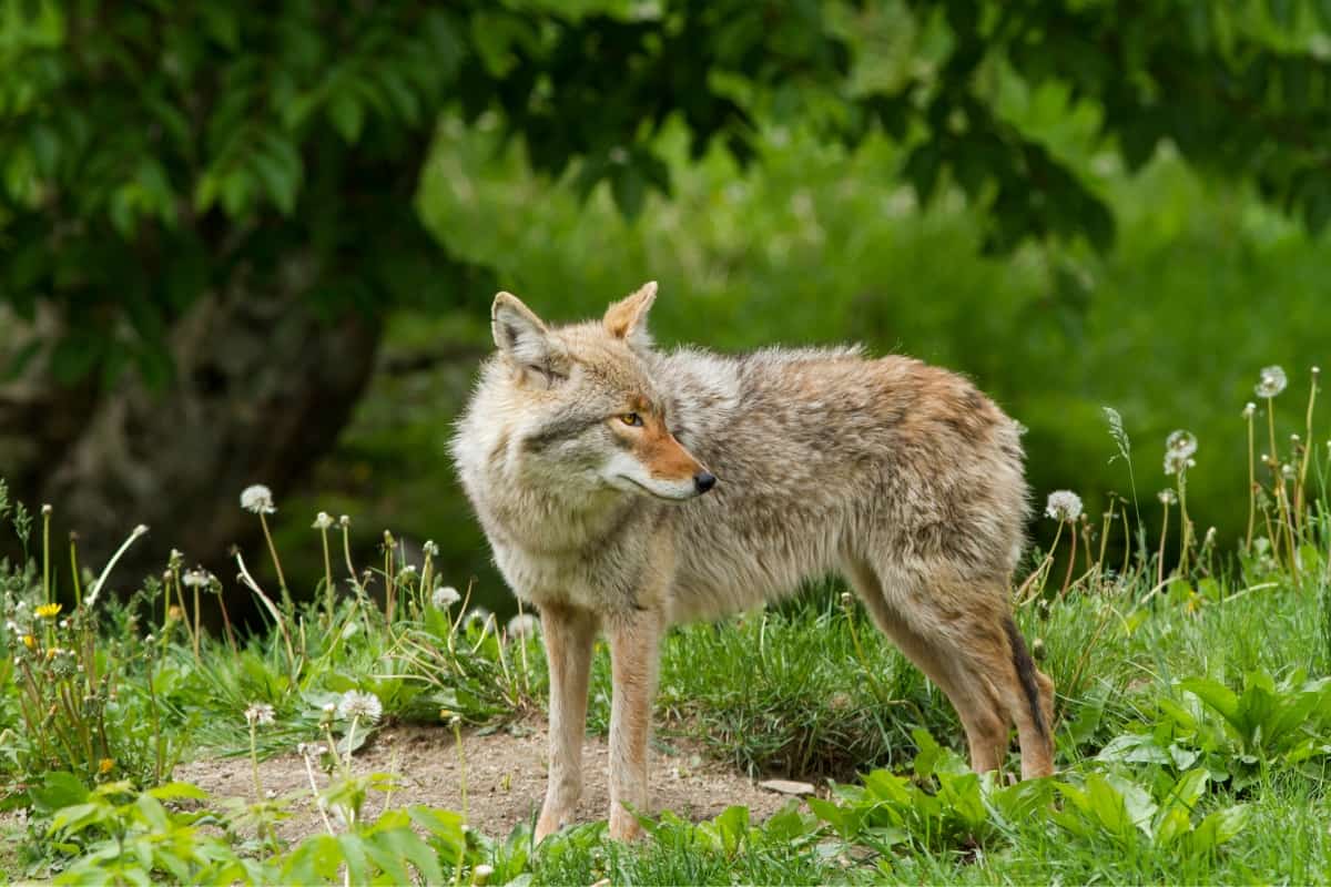 Territorial nature of the resident and transient coyotes