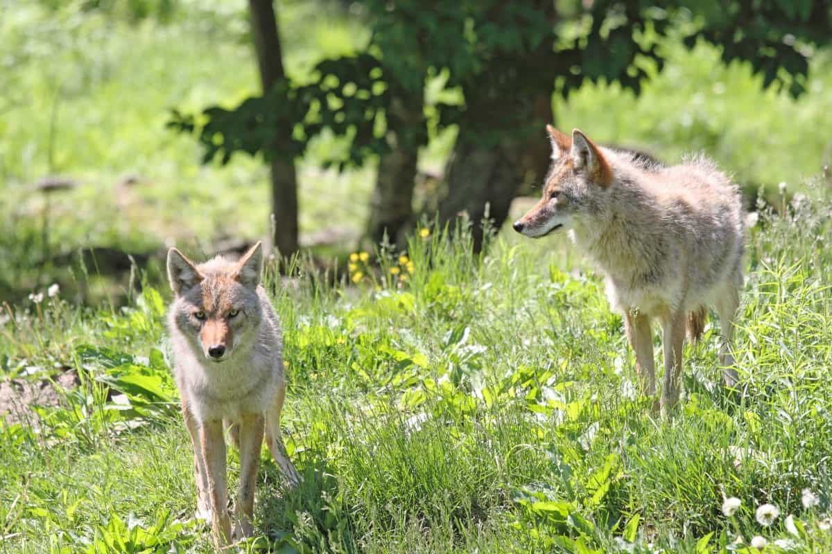 What are the rules for hunting coyotes in Alabama