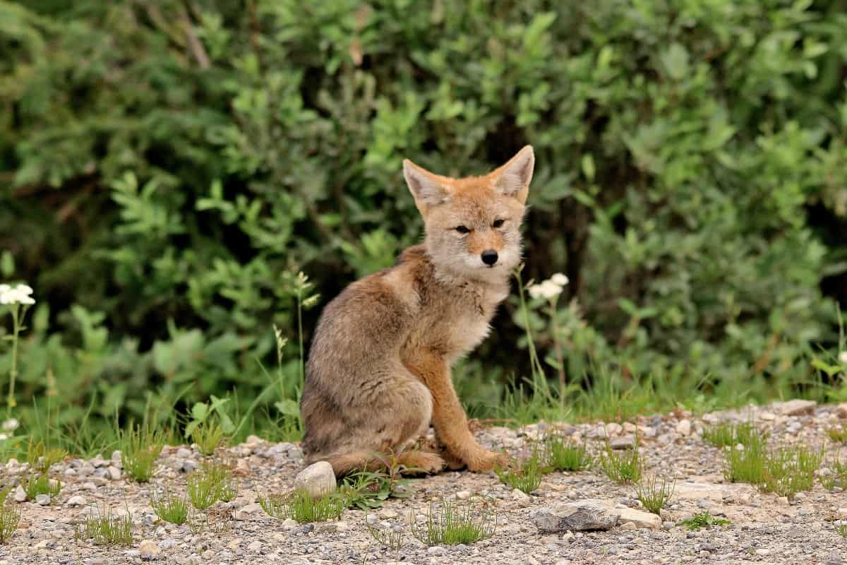 A baby coyote sitting and posing
