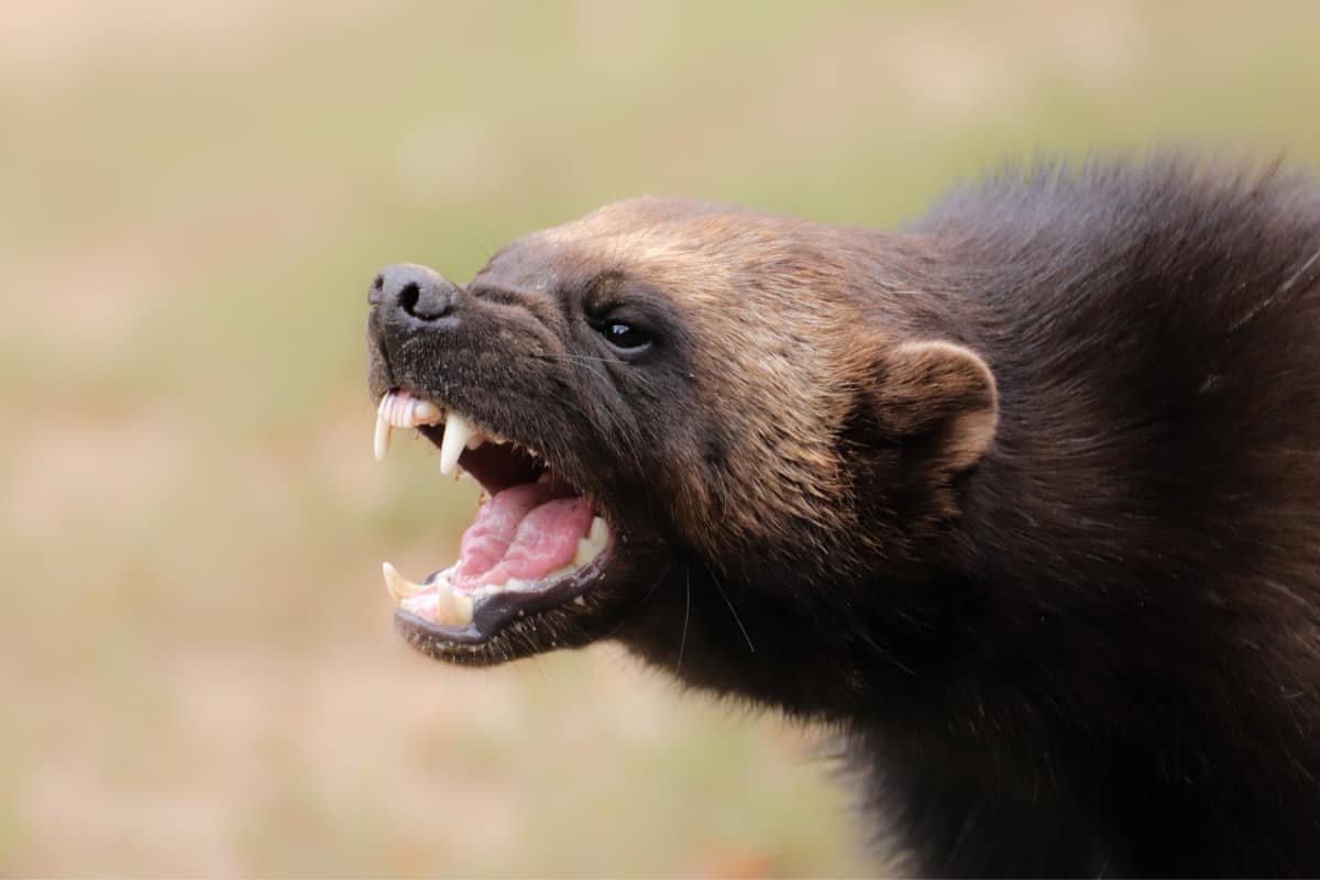 Wolverines generally are not predators of coyotes