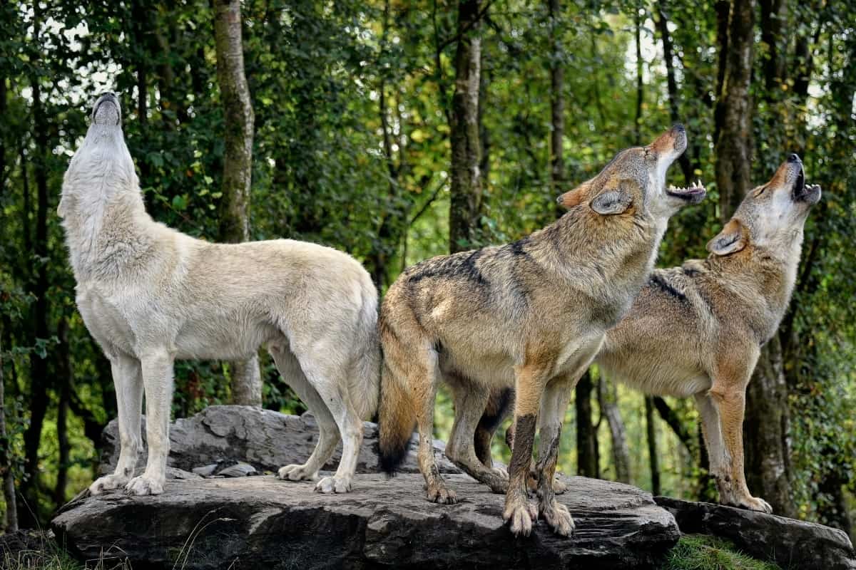 Wolves as coyote predators