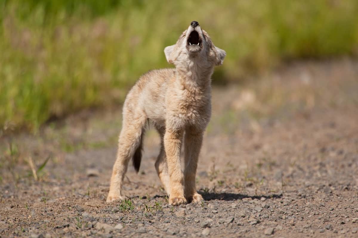 A baby coyote howling and other pup Sounds