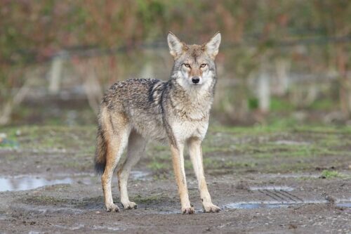 Are coyotes endangered species? No they are not.