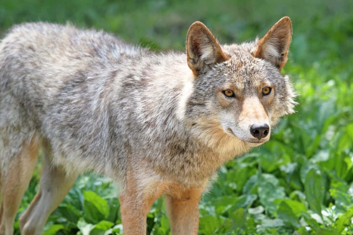 damage-preventing measures for coyotes
