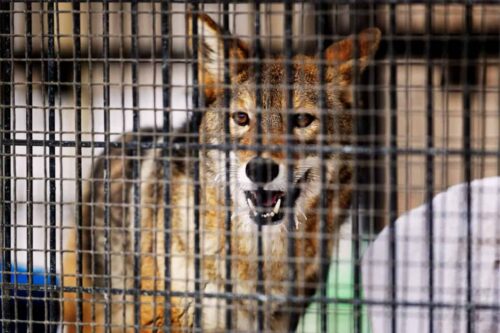 how to trap a coyote or coyote baiting