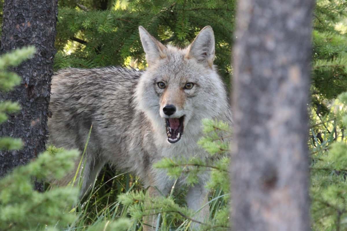 Tips for preventing conflict with the coyotes during mating season