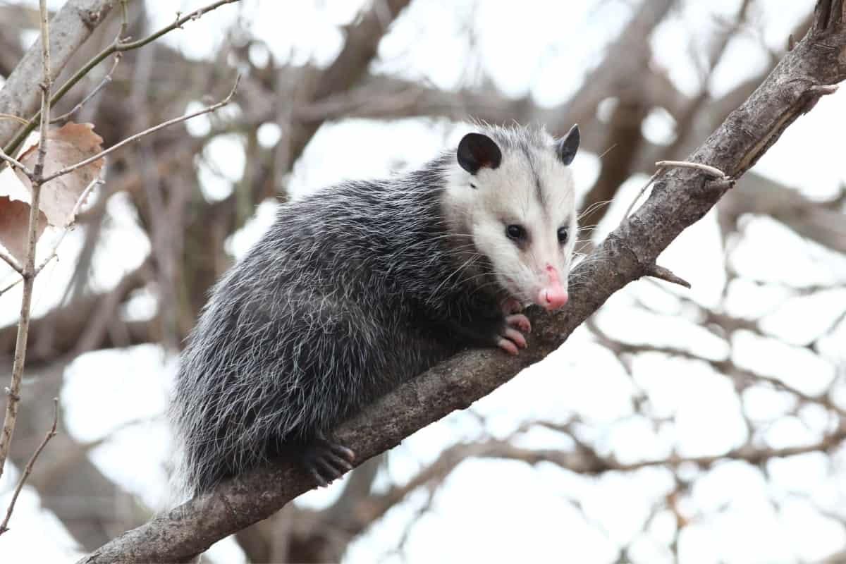 Best Conditions for the Growth of Opossum