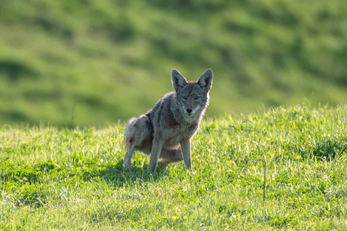 Brief Overview of Coyote Urine Uses