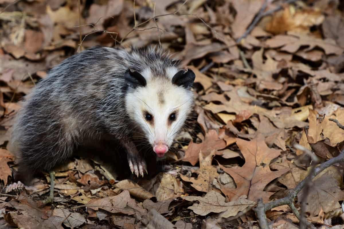 An Opossum in the woods