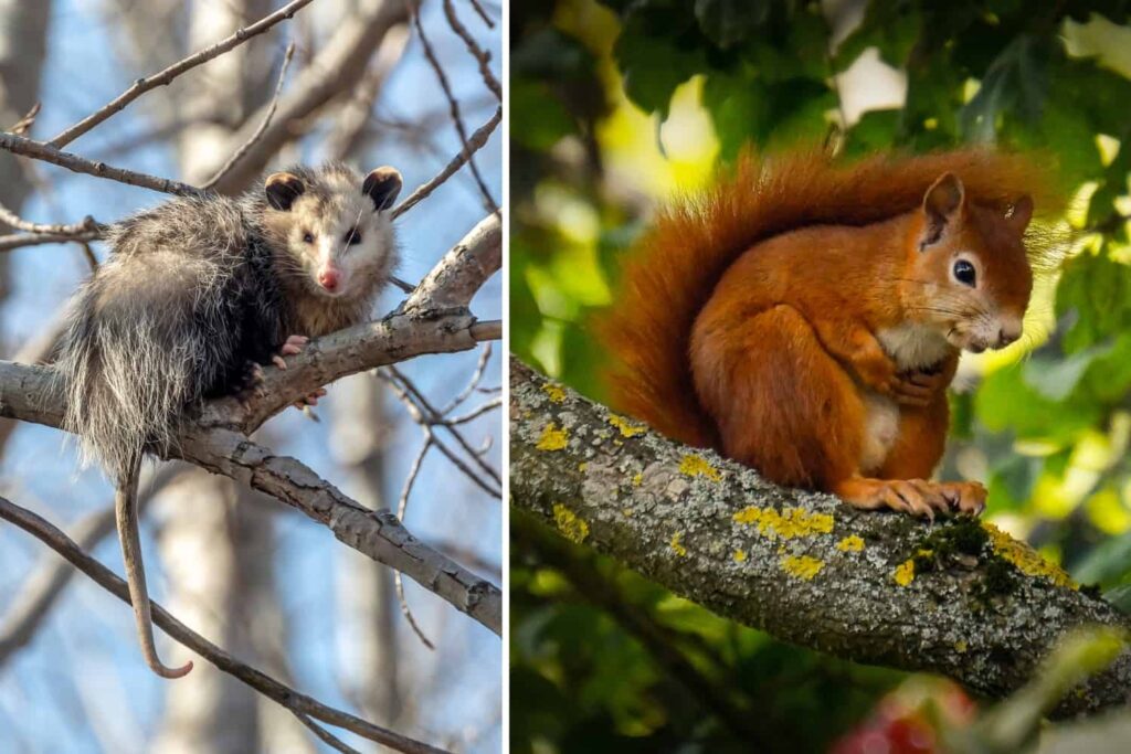 Comparing climbing ability of opossums vs squirrels