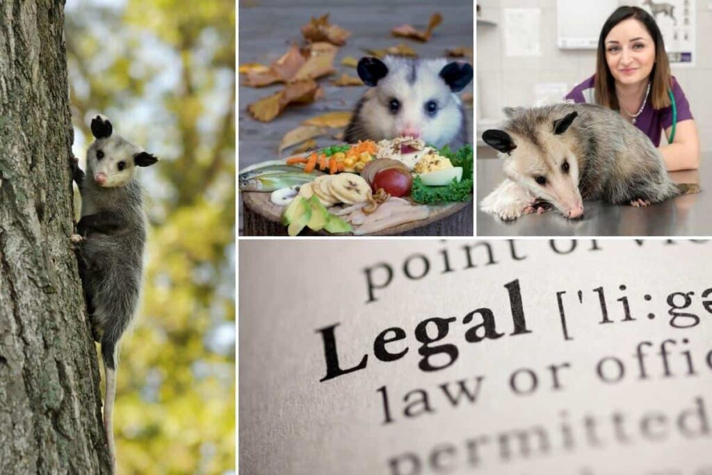 Considerations for Keeping Opossums as Pets