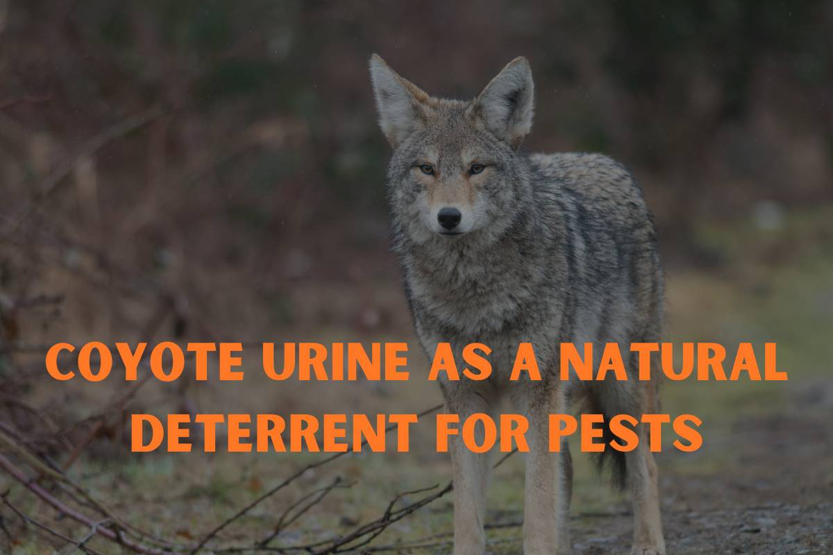 Coyote Urine as a Natural Deterrent for garden Pests