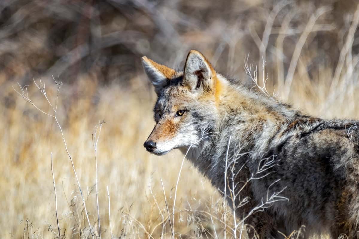 Coyotes' Role in the Minnesota Ecosystem