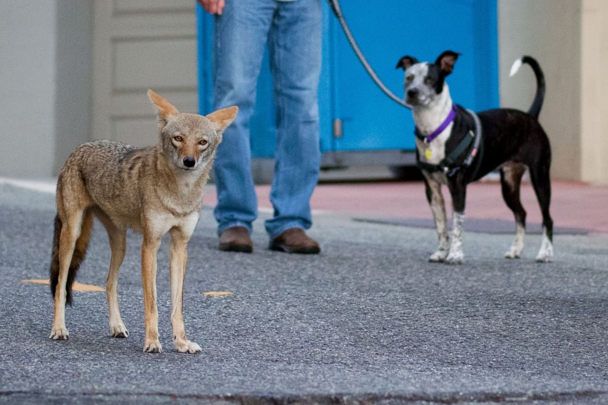 An urban coyotes interaction with dog in Minnesota