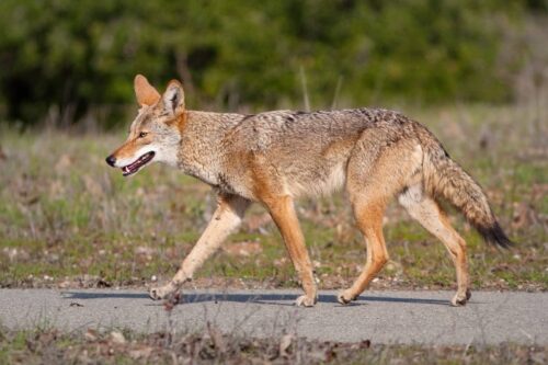 Coyotes In Michigan: Diet, Distribution, Hunting & Co-existence