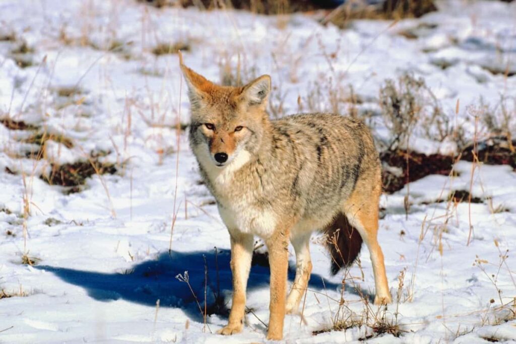 Coyotes in Missouri are common occurrence