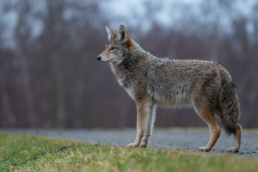Coyotes in South Carolina migrated in 1970s