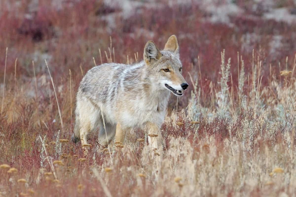 A coyote in the high grass for hunting purpose