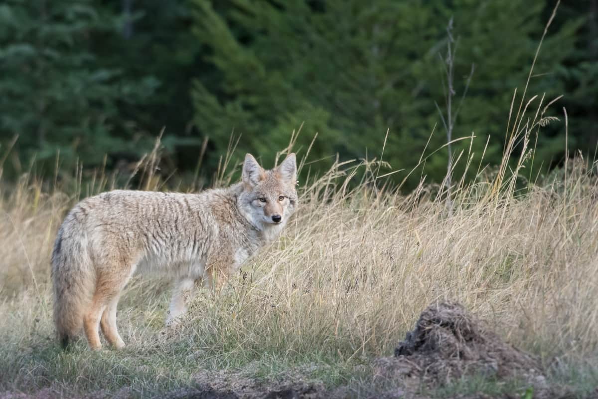 A coyote in search of food in the wild